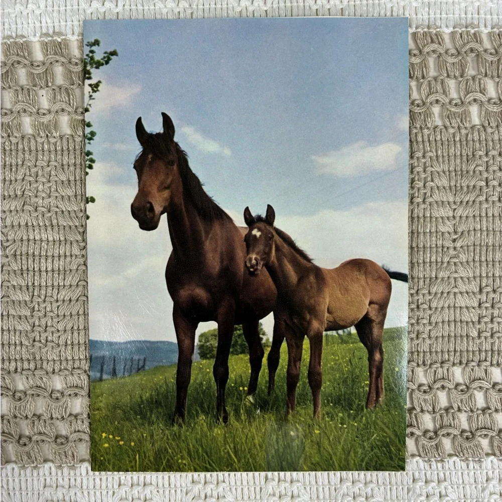 Vintage Horse-Themed Postcard Set of 6